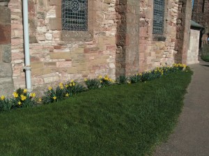 Daffodils at St Mary's