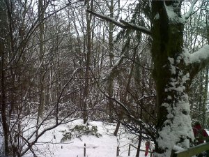 snowy woods
